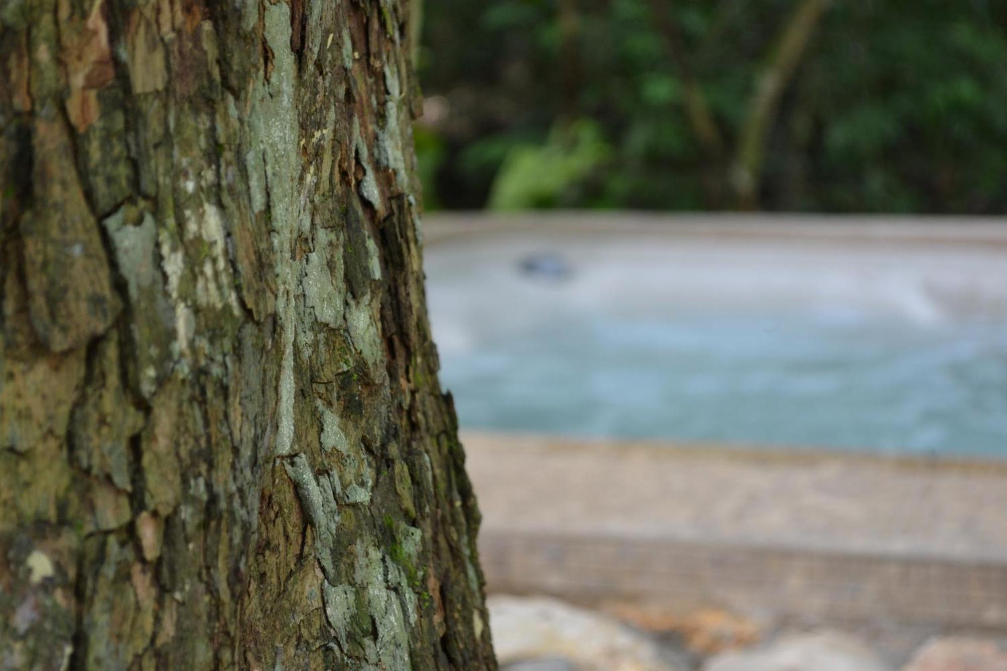 Hotel Jungle Lodge Tikal Rum bild